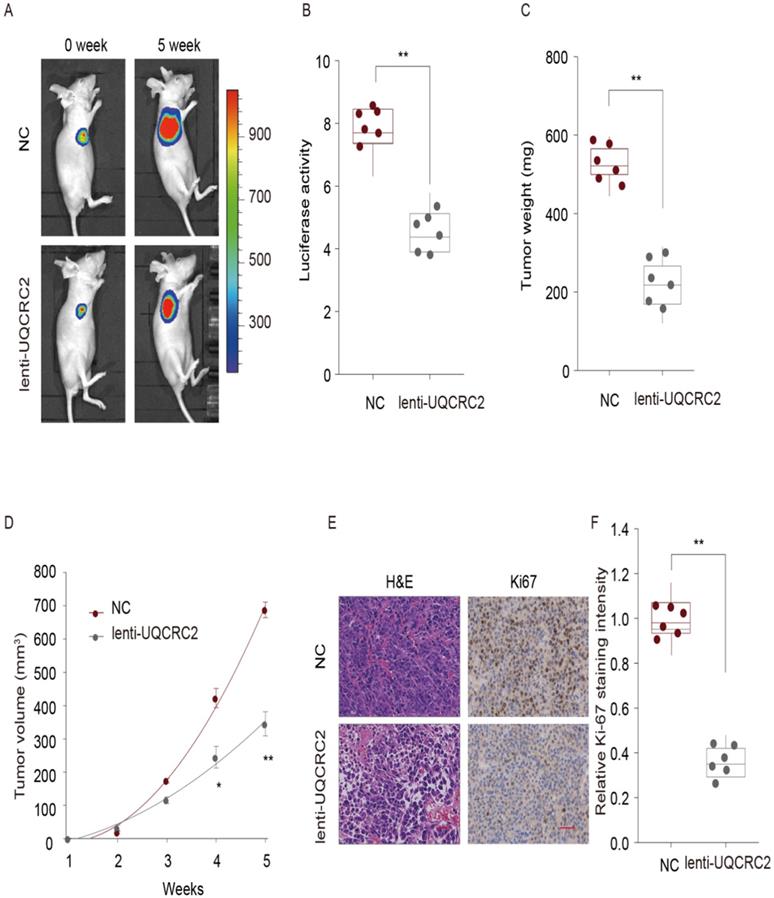 J Cancer Image