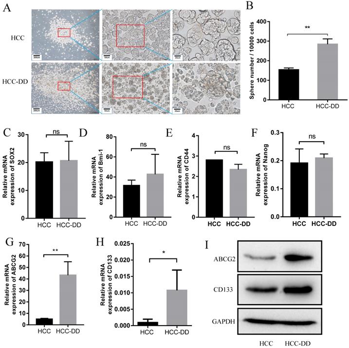 J Cancer Image