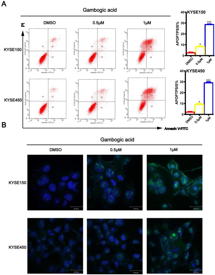 J Cancer Image