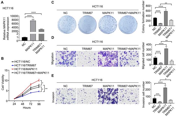 J Cancer Image