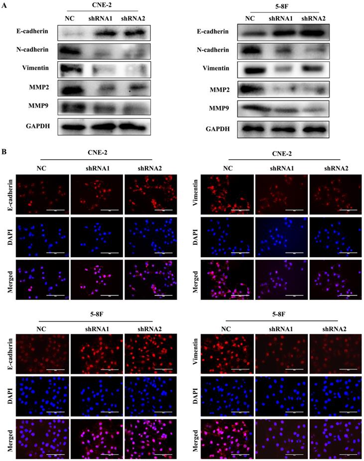 J Cancer Image