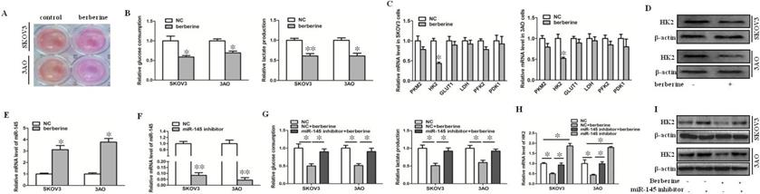 Berberine Inhibits The Warburg Effect Through Tet3 Mir 145 Hk2 Pathways