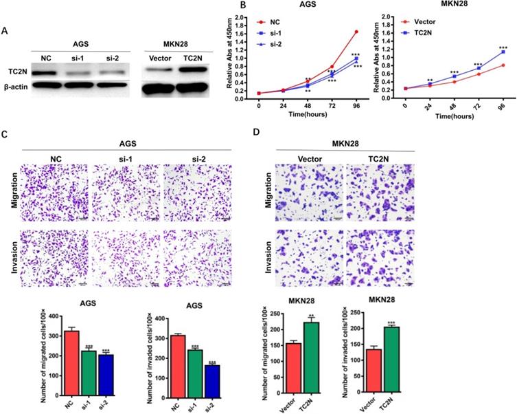 J Cancer Image