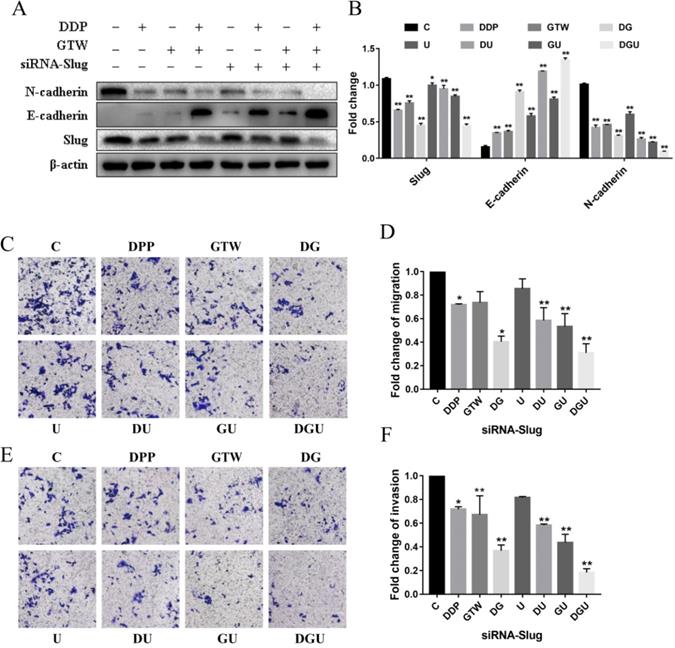 J Cancer Image