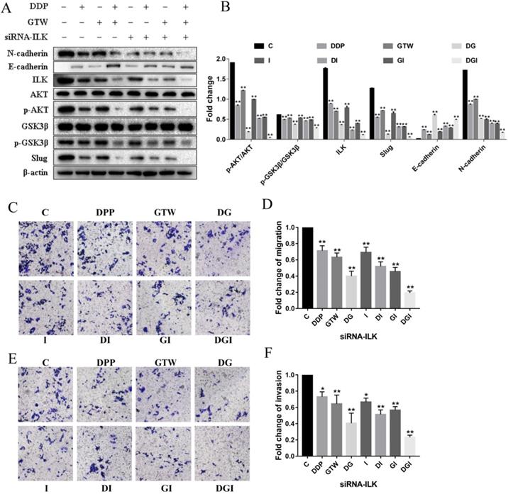 J Cancer Image