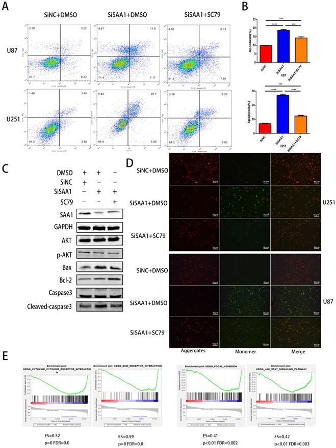 J Cancer Image