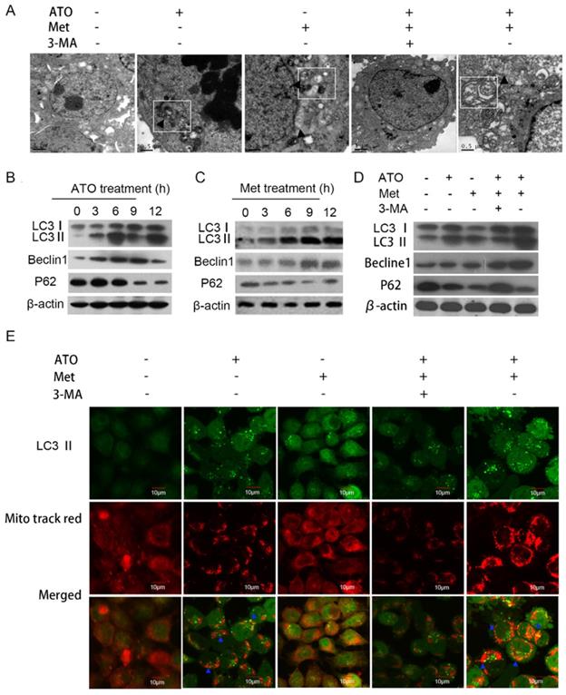 J Cancer Image