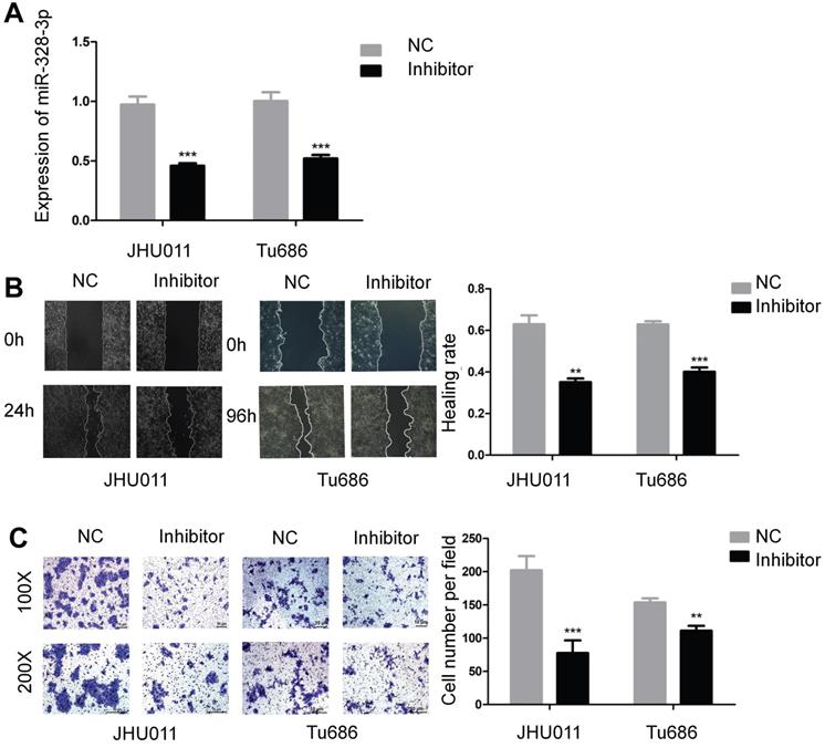 J Cancer Image