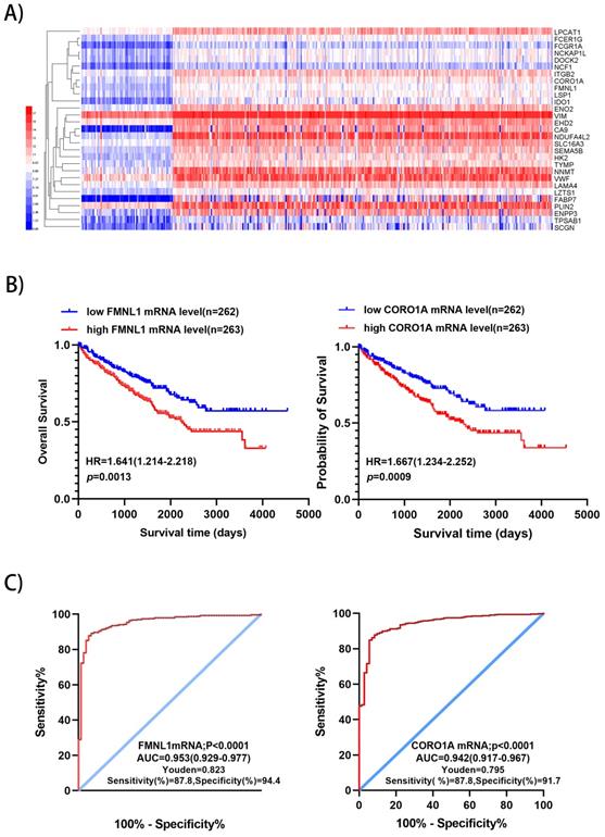 J Cancer Image