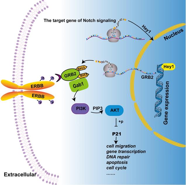 J Cancer Image