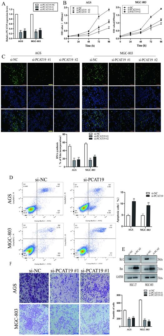 J Cancer Image