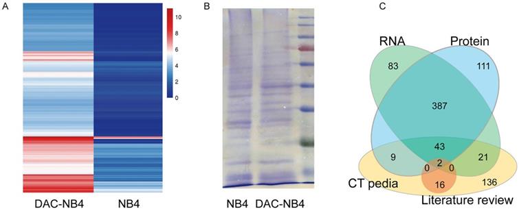 J Cancer Image