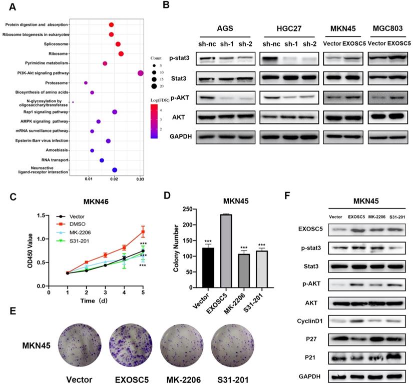 J Cancer Image