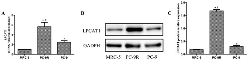 J Cancer Image