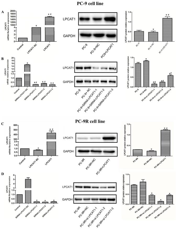 J Cancer Image