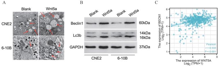 J Cancer Image