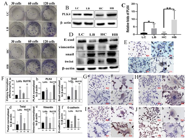 J Cancer Image