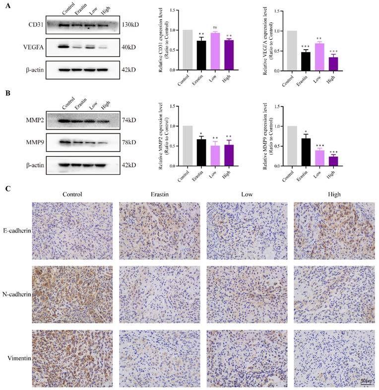 J Cancer Image