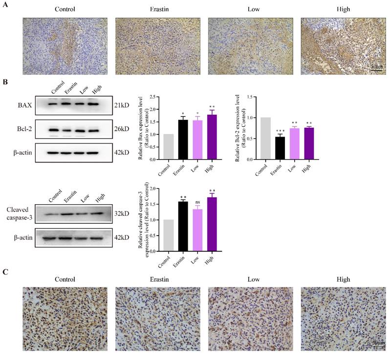 J Cancer Image