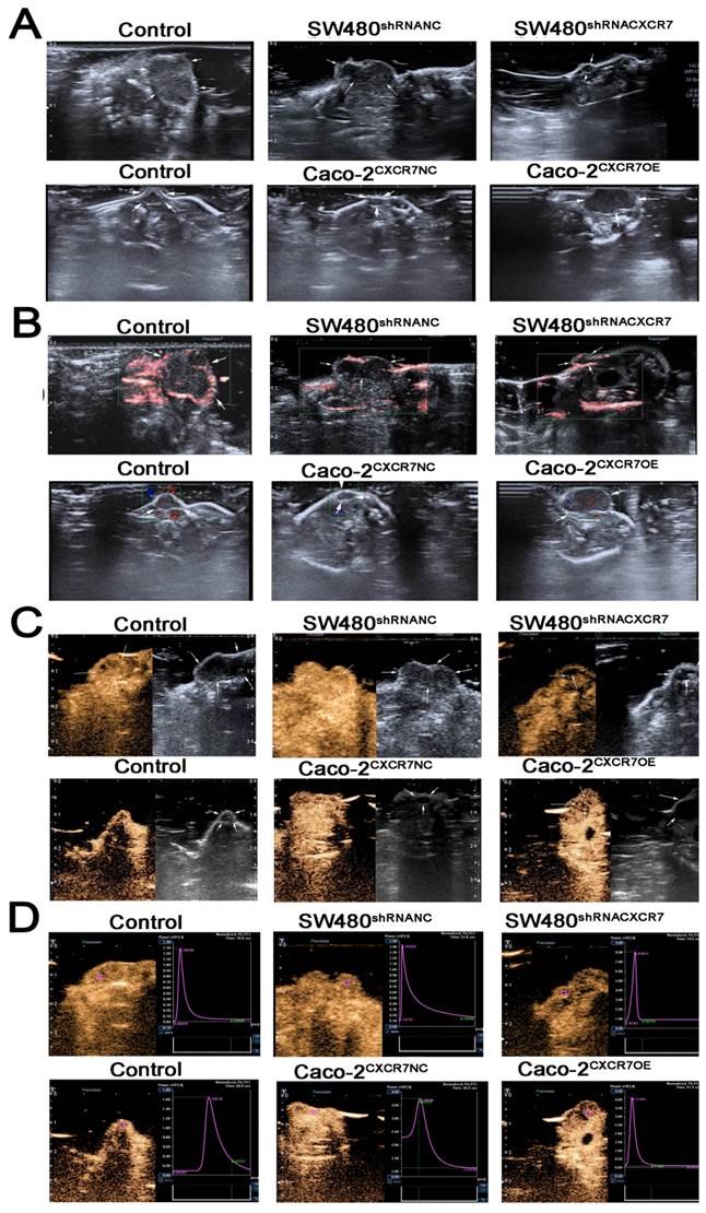 J Cancer Image