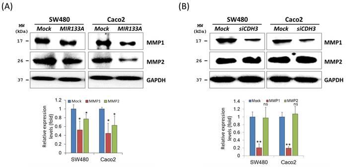 J Cancer Image