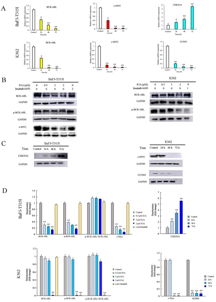 J Cancer Image