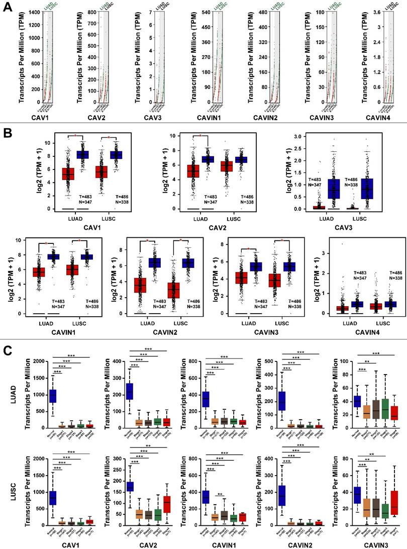 J Cancer Image