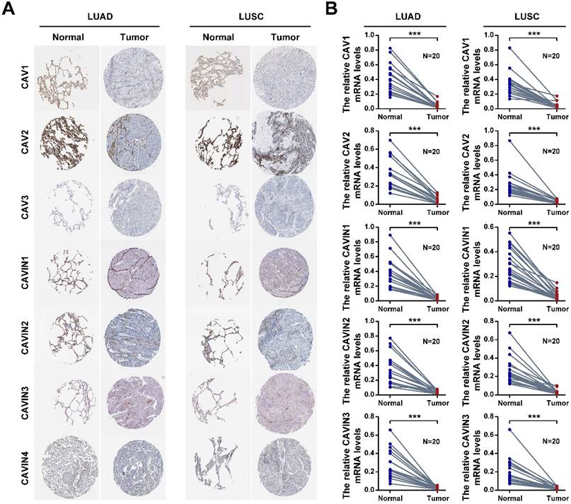 J Cancer Image