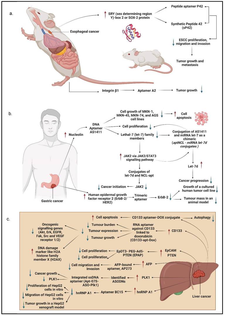 J Cancer Image