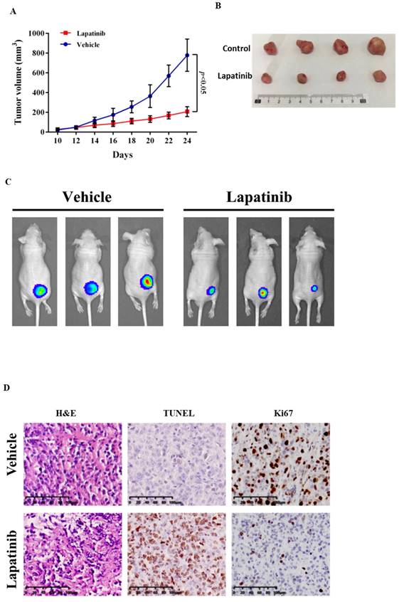 J Cancer Image