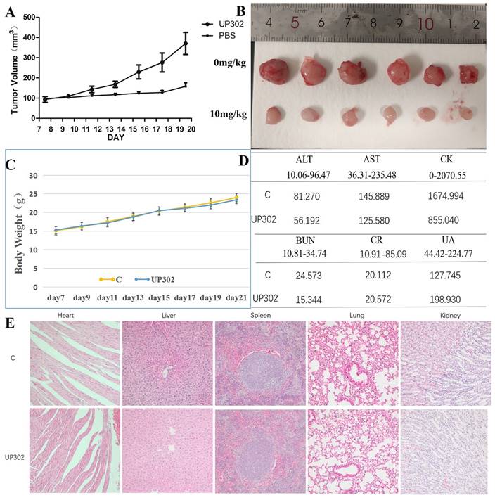 J Cancer Image