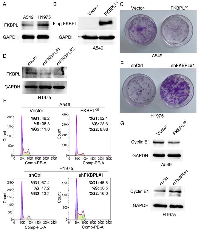 J Cancer Image