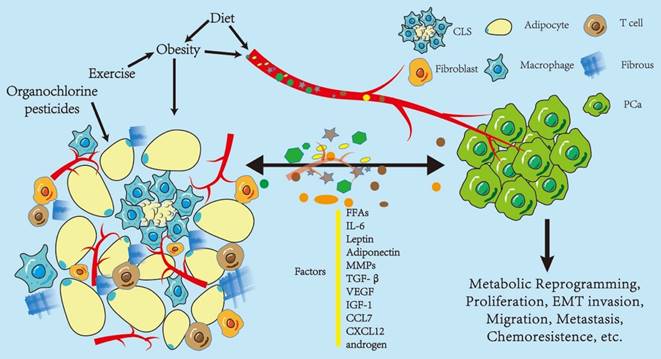 The obese adipose tissue microenvironment in cancer development and  progression