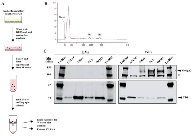 J Cancer Image