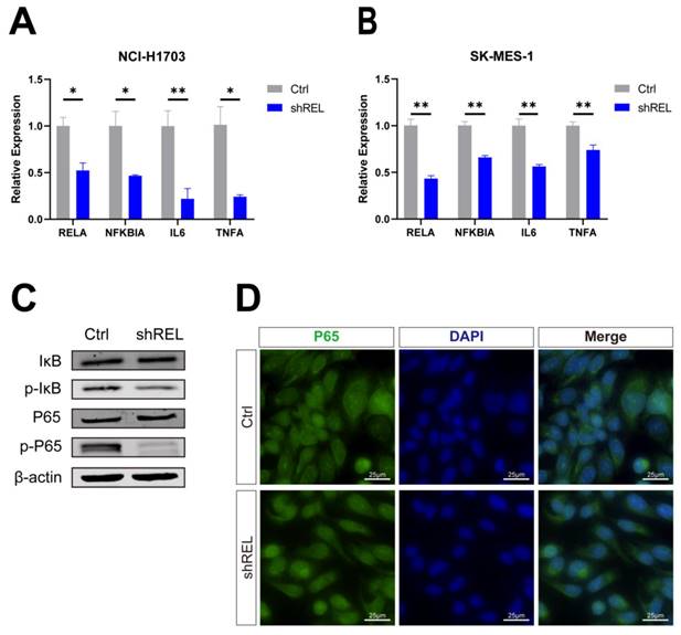 J Cancer Image