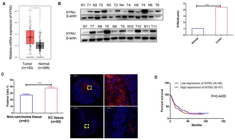 J Cancer Image