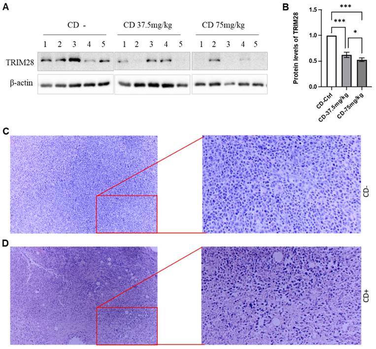 J Cancer Image