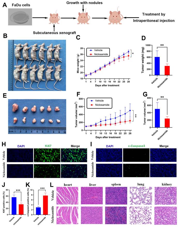 J Cancer Image