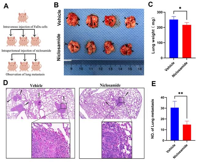 J Cancer Image