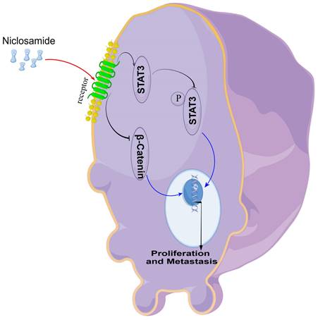 J Cancer Image