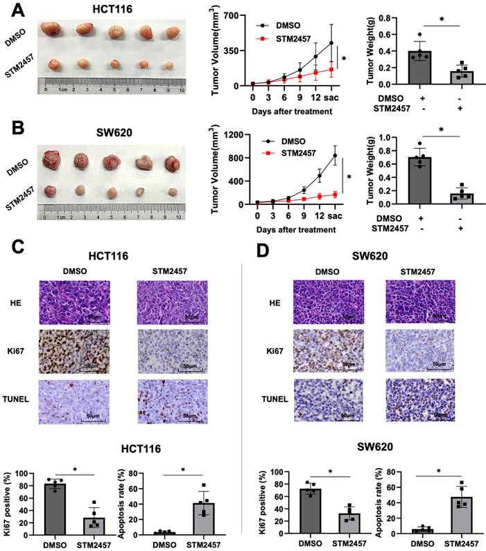 J Cancer Image