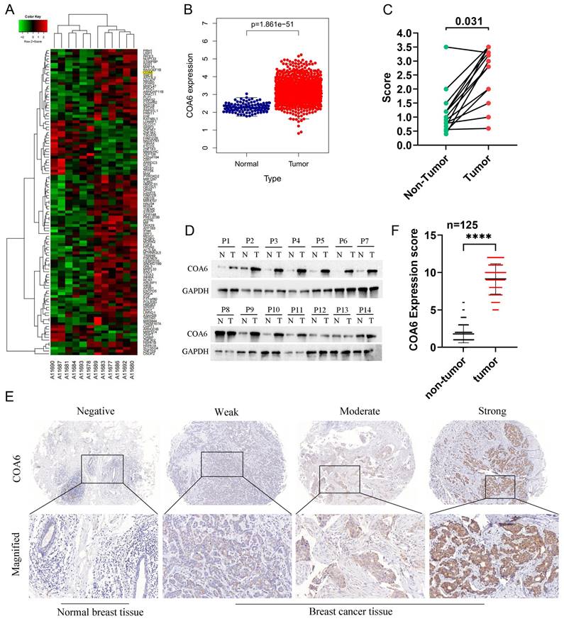 J Cancer Image