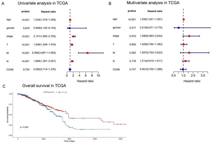 J Cancer Image