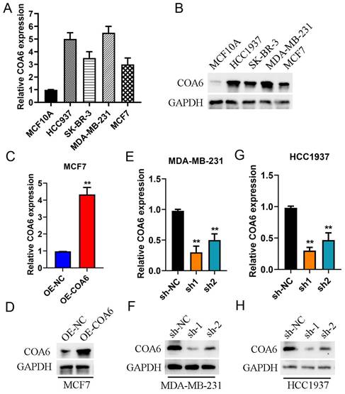 J Cancer Image