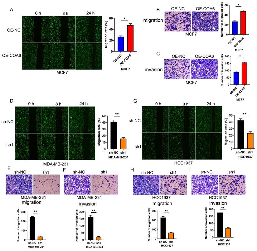 J Cancer Image