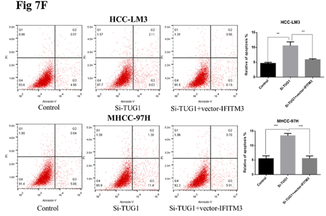 J Cancer Image