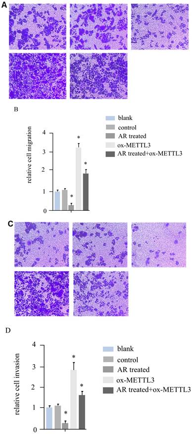 J Cancer Image