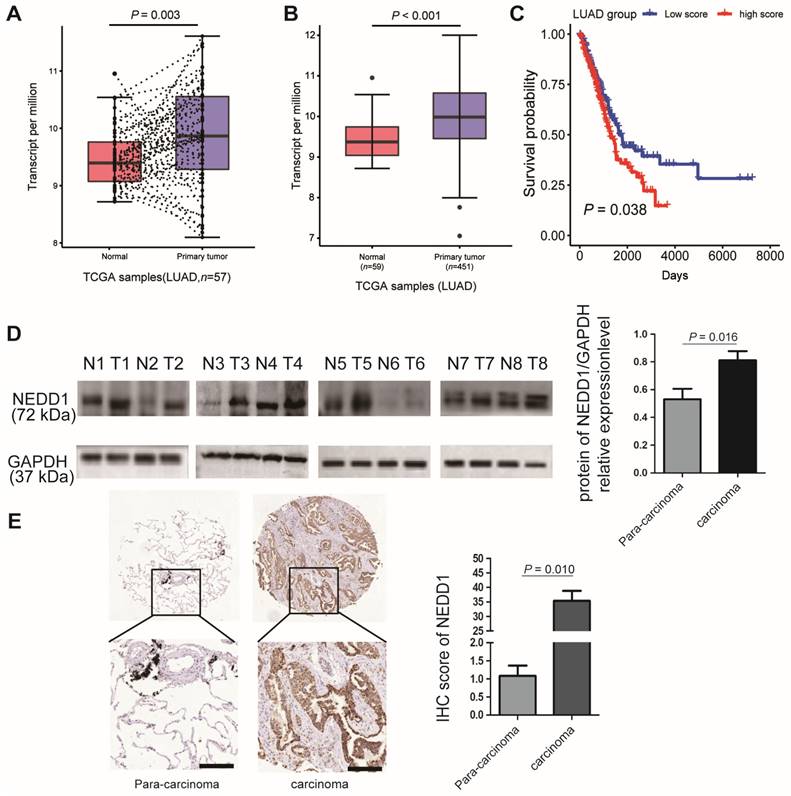 J Cancer Image