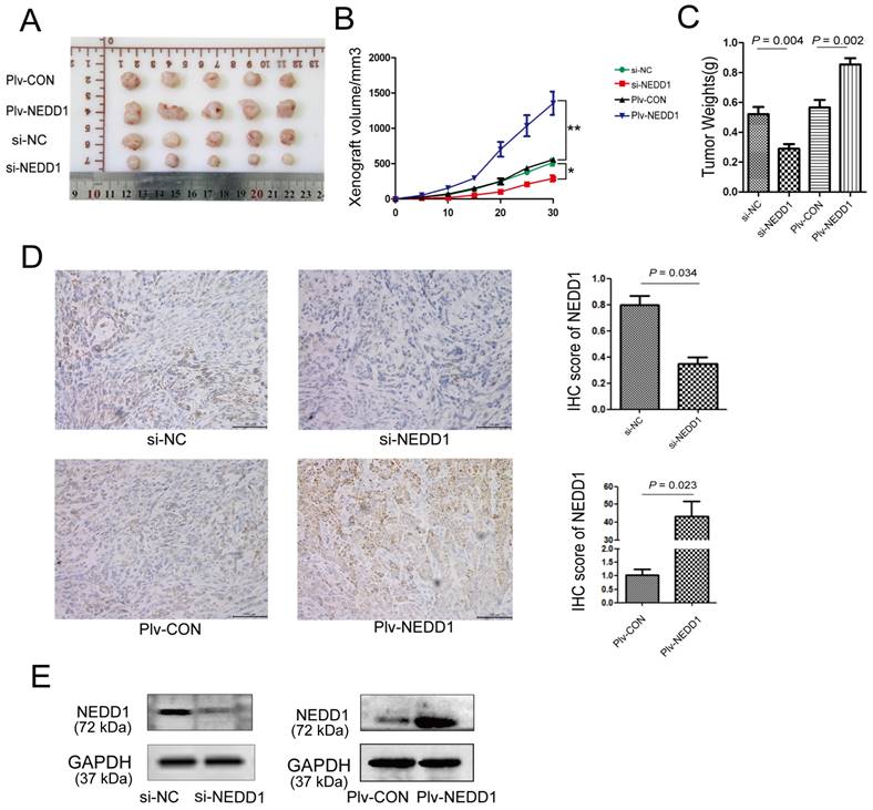 J Cancer Image