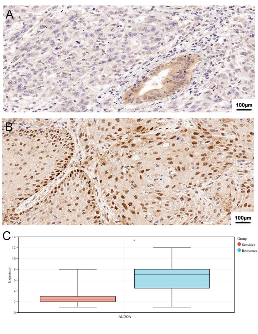 J Cancer Image